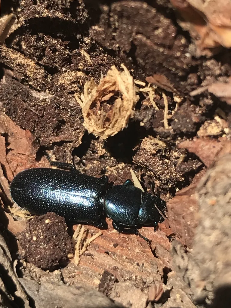 Cadelle beetle in its natural habitat on tree bark showing its dark elongated body