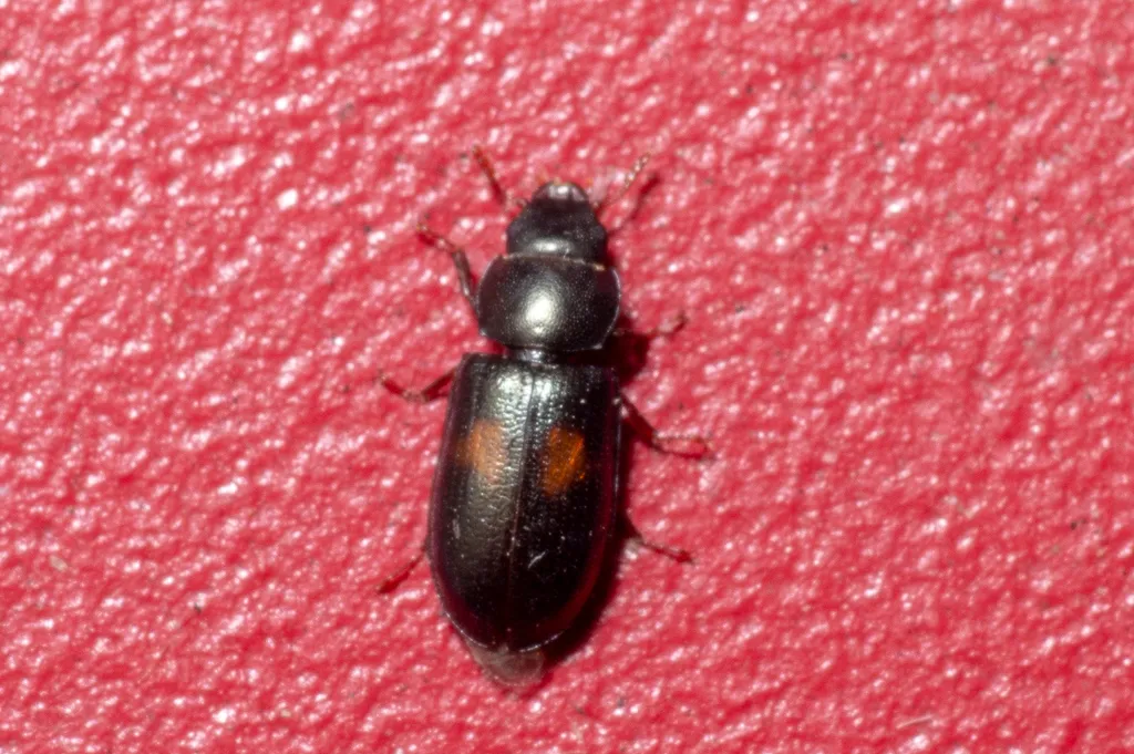 Cadelle beetle on a red surface showing its full body shape from above