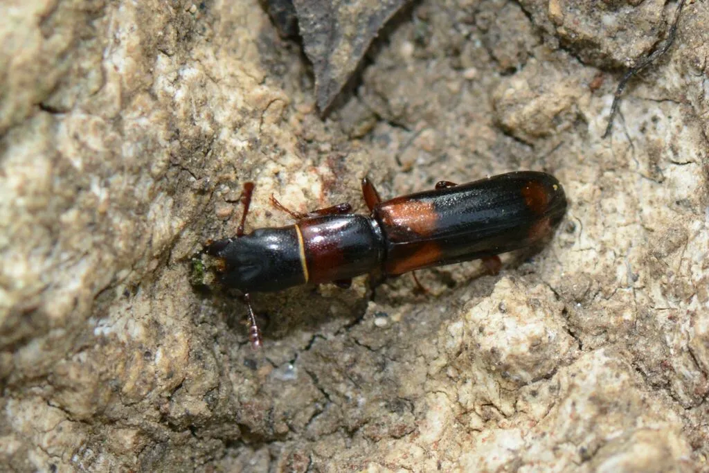 Cadelle beetle on stone surface showing its dark brown and reddish-brown two-tone coloring