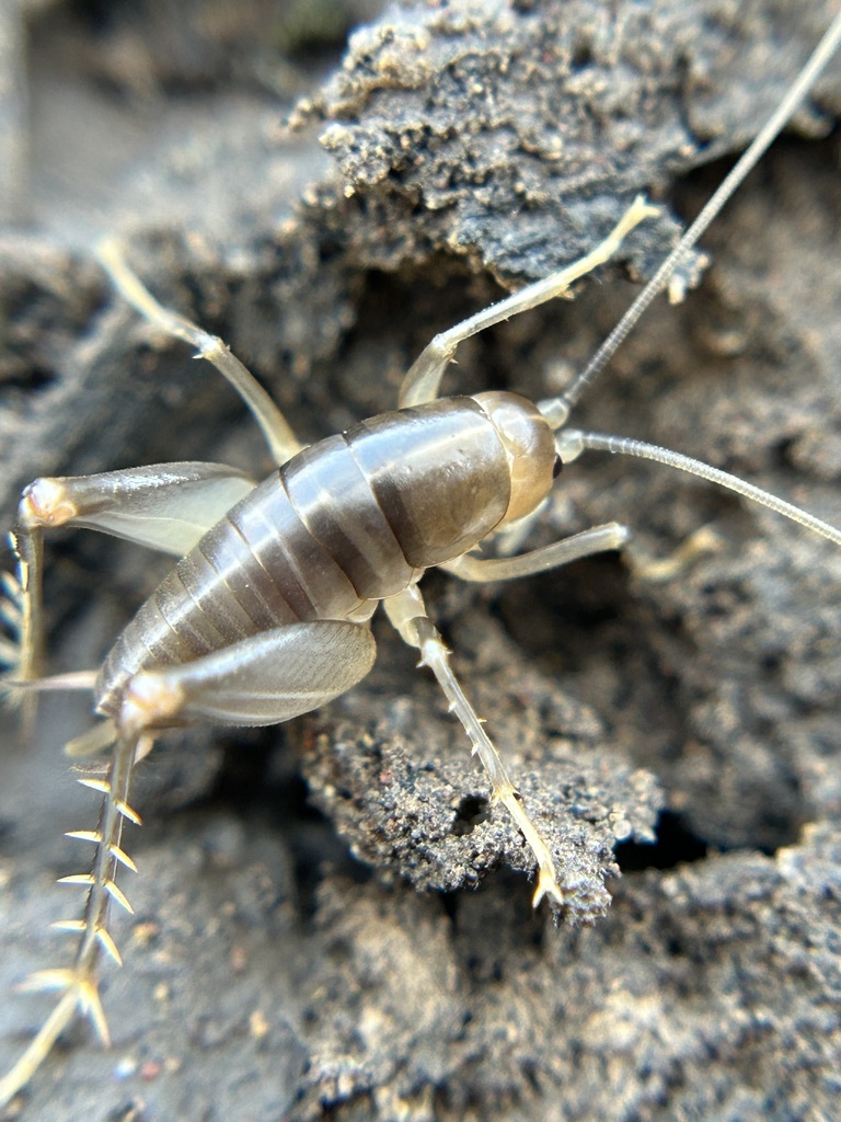 Camel cricket found in a Germantown Maryland basement during a pest inspection