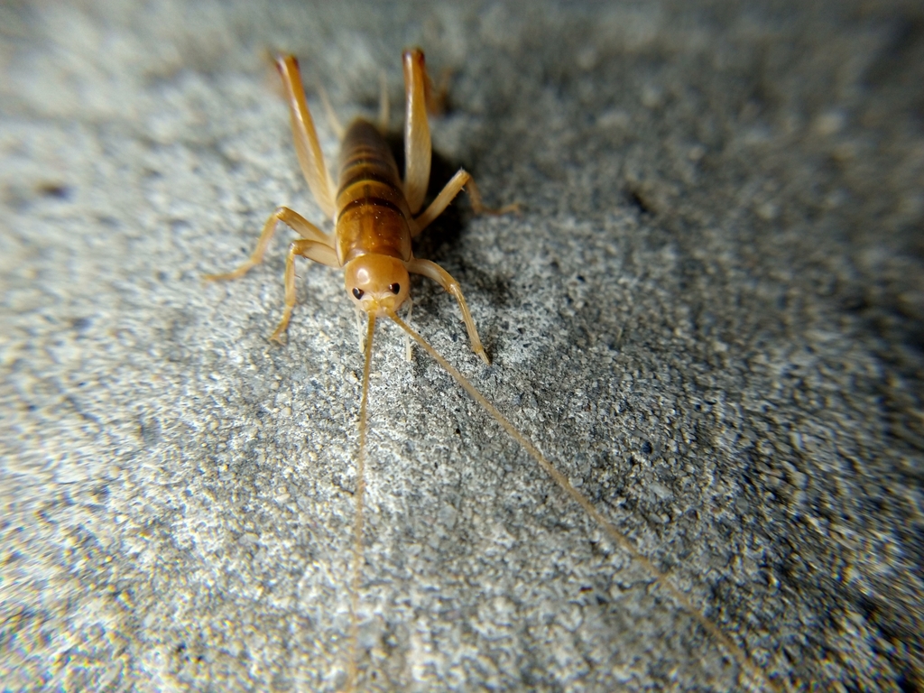 Camel cricket found in a Fairfax Virginia basement crawlspace during a pest inspection