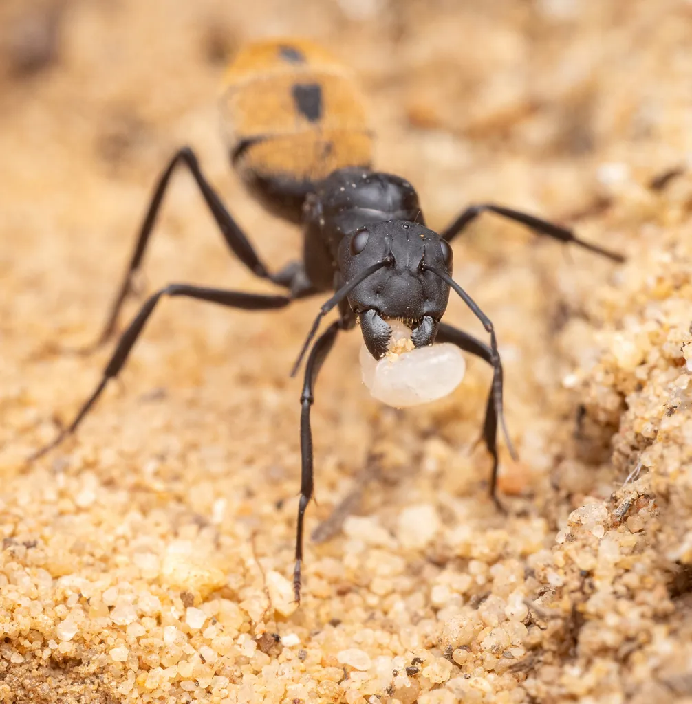 Full-body carpenter ant carrying larvae near Burke VA home