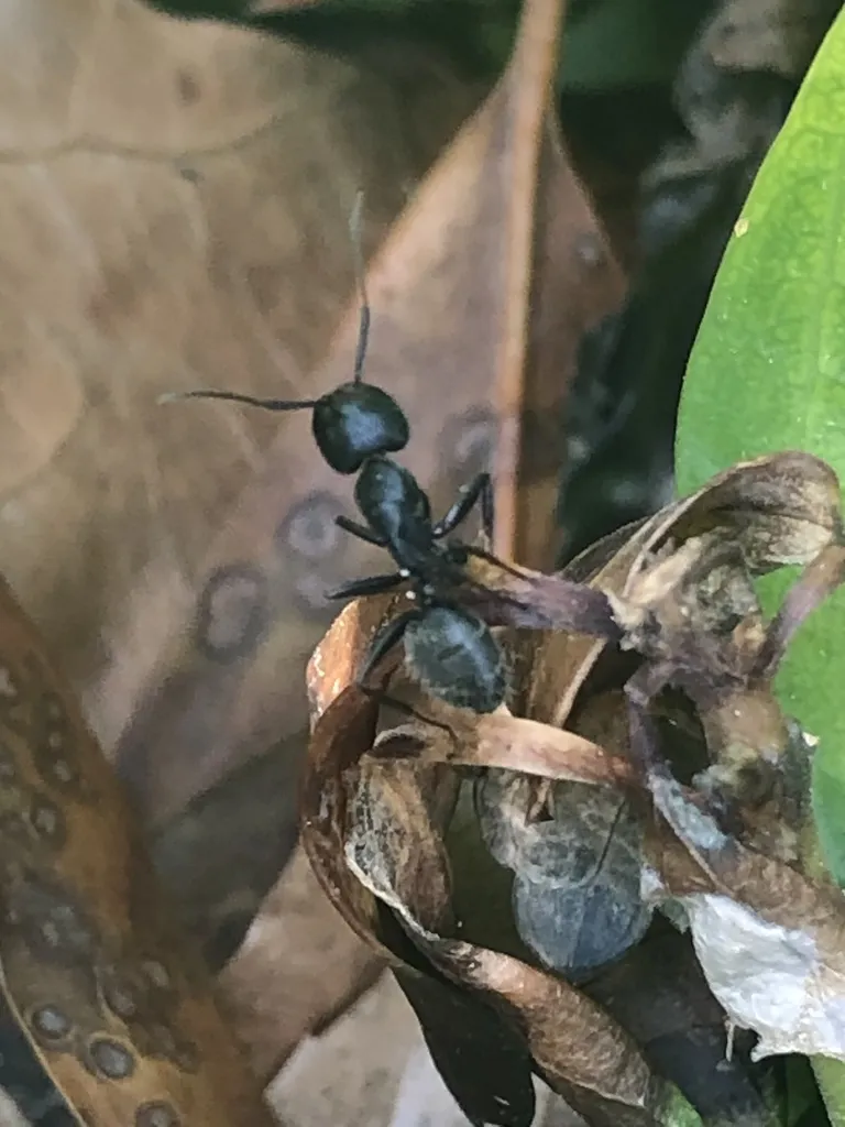 Eastern black carpenter ant on leaves near a Gainesville Virginia home