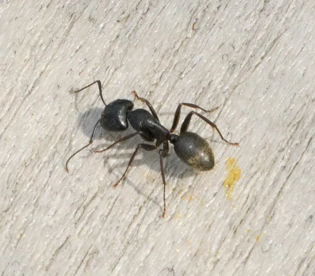 Carpenter ant on weathered wood typical of Alexandria historic homes
