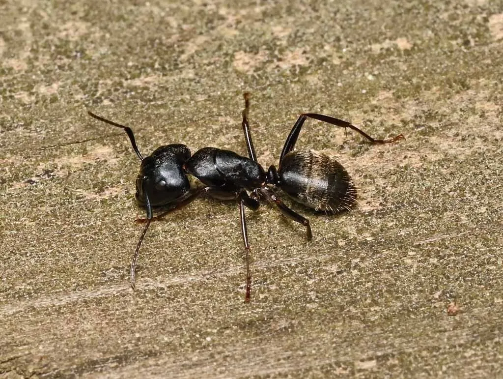 Carpenter ant on weathered wood typical of Annandale mid-century homes