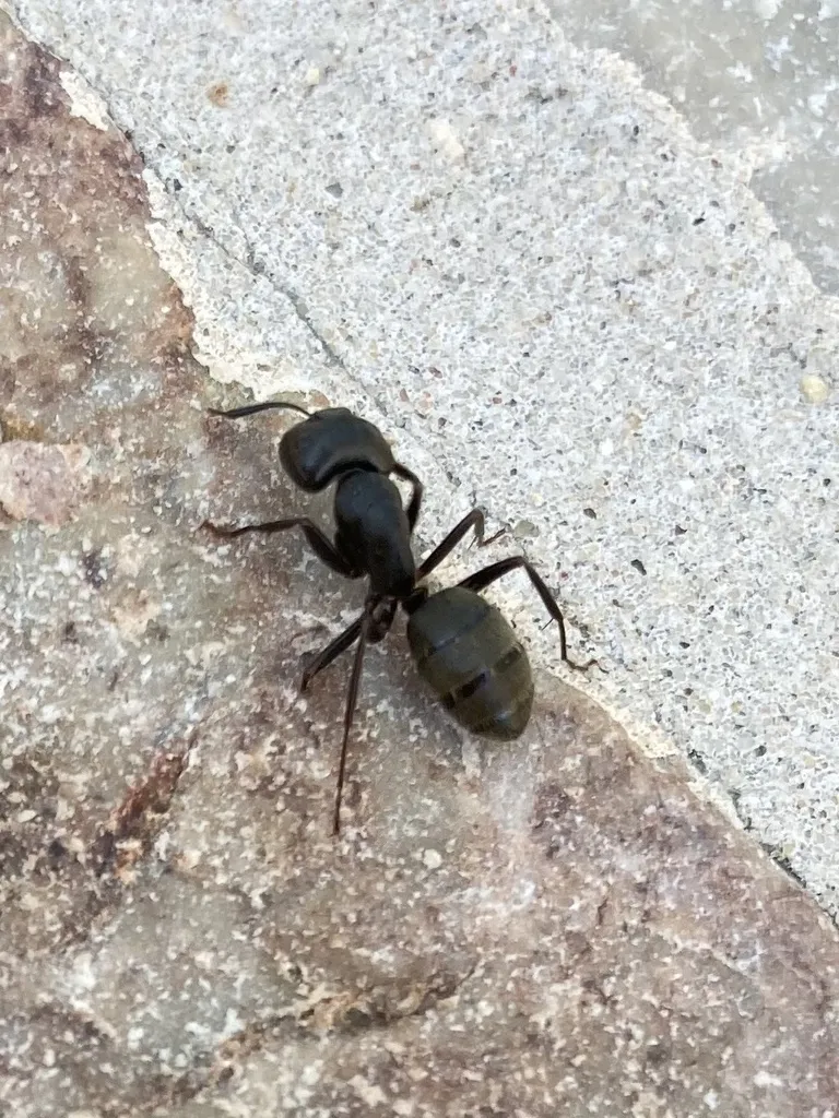 Eastern black carpenter ant on stone near a Lorton Virginia home foundation