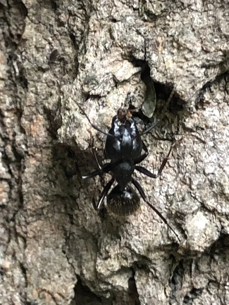Carpenter ant on tree bark near Annandale stream valley parks