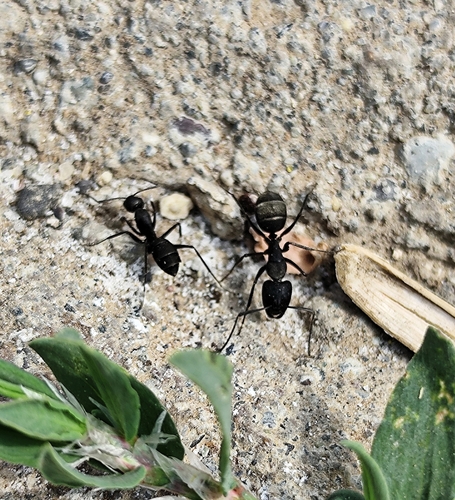 Carpenter ant found in older Berryville Virginia home with moisture-damaged wood framing