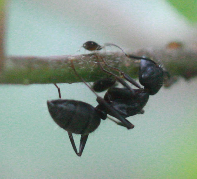 Carpenter ant on branch near Clarksburg MD home bordering wooded parkland