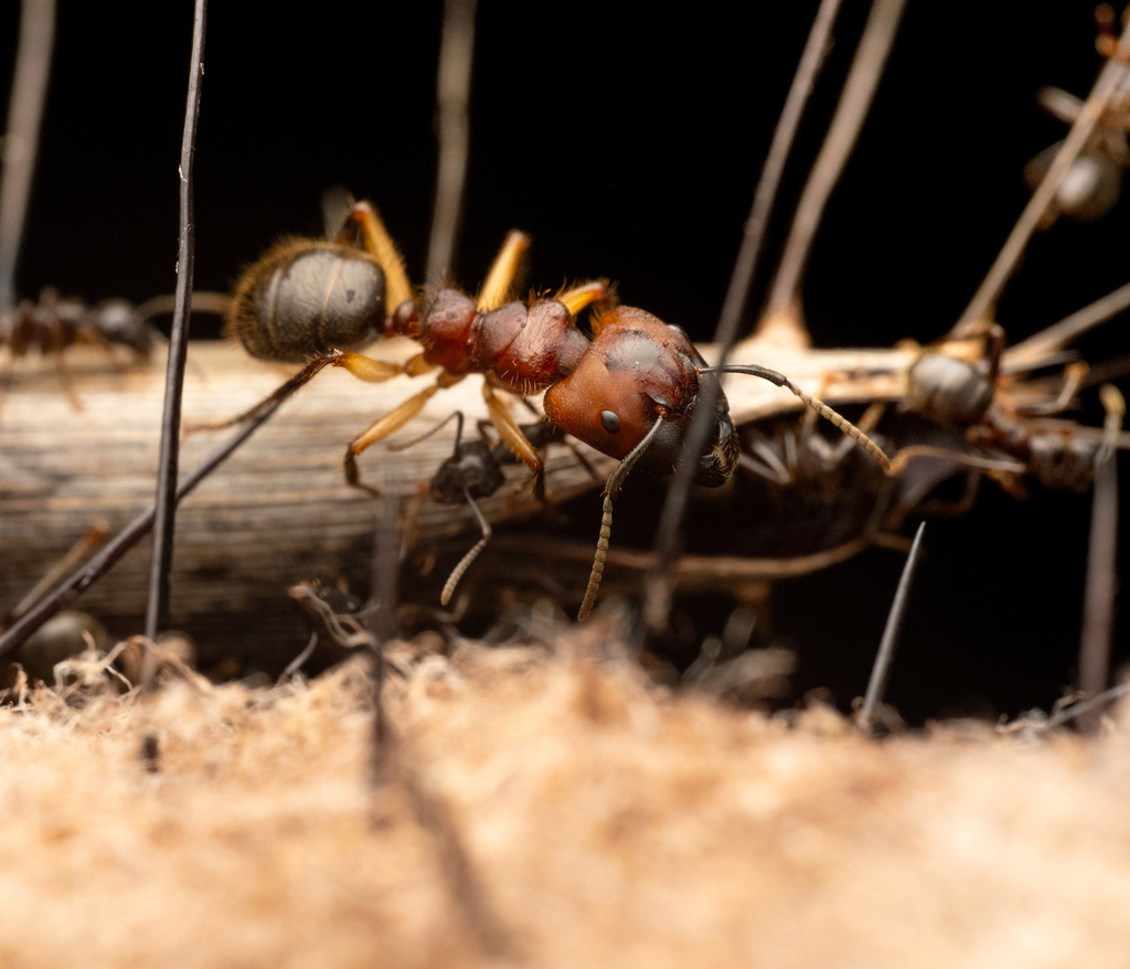 Carpenter ant foraging on wood near Remington Virginia home in Fauquier County