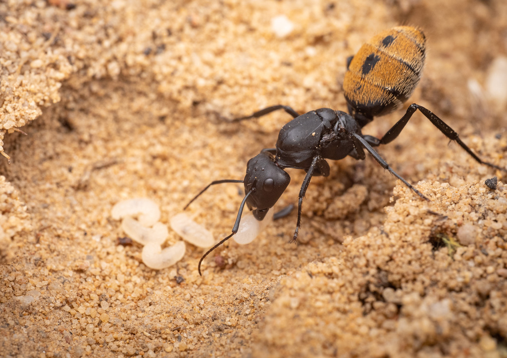 Carpenter ant tending larvae found during pest inspection at Remington area property