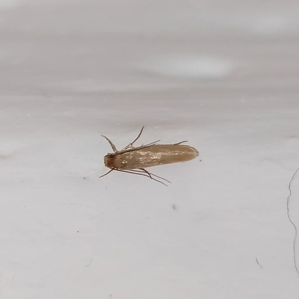 Carpet moth resting on light surface demonstrating typical posture