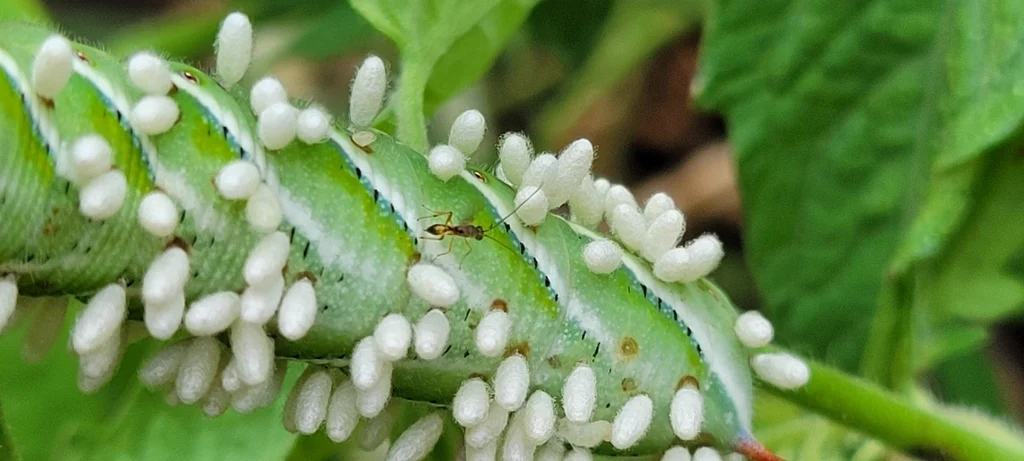 Green caterpillar with numerous white braconid wasp cocoons attached to its body