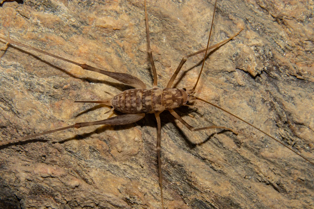 Top-down view of cave cricket on rock surface showing full body and long legs