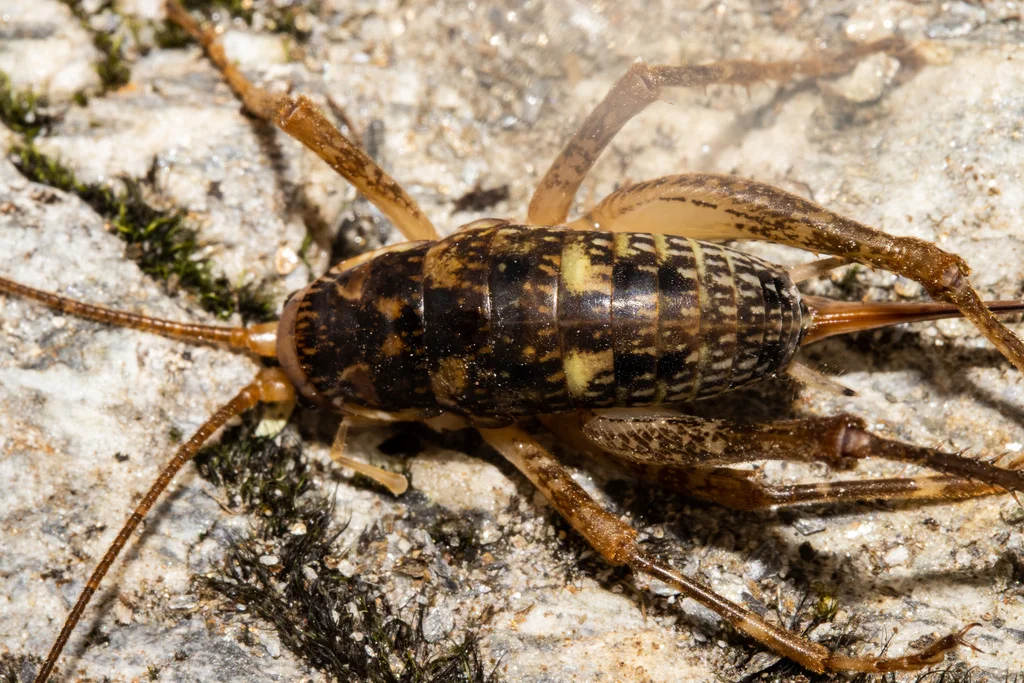Cave cricket from above showing spotted pattern and body segments