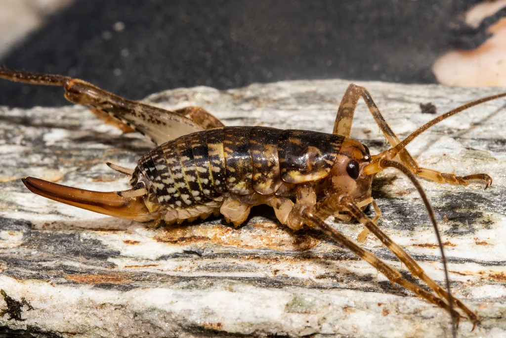 Side view of cave cricket showing powerful jumping legs and long antennae