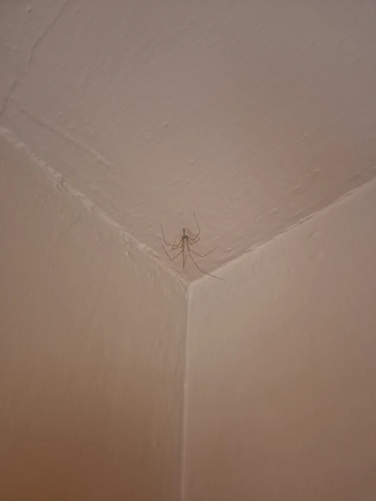 Cellar spider in corner of ceiling showing typical indoor habitat