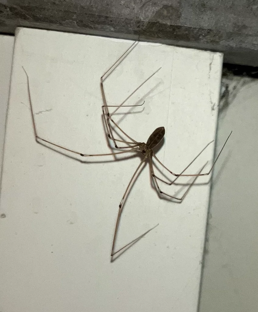 Cellar spider in corner habitat near window showing web location