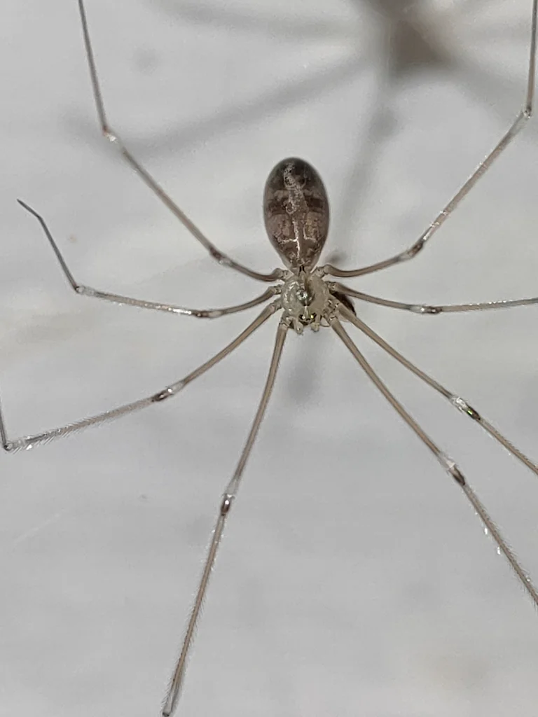 Detailed view of cellar spider showing elongated abdomen and leg markings