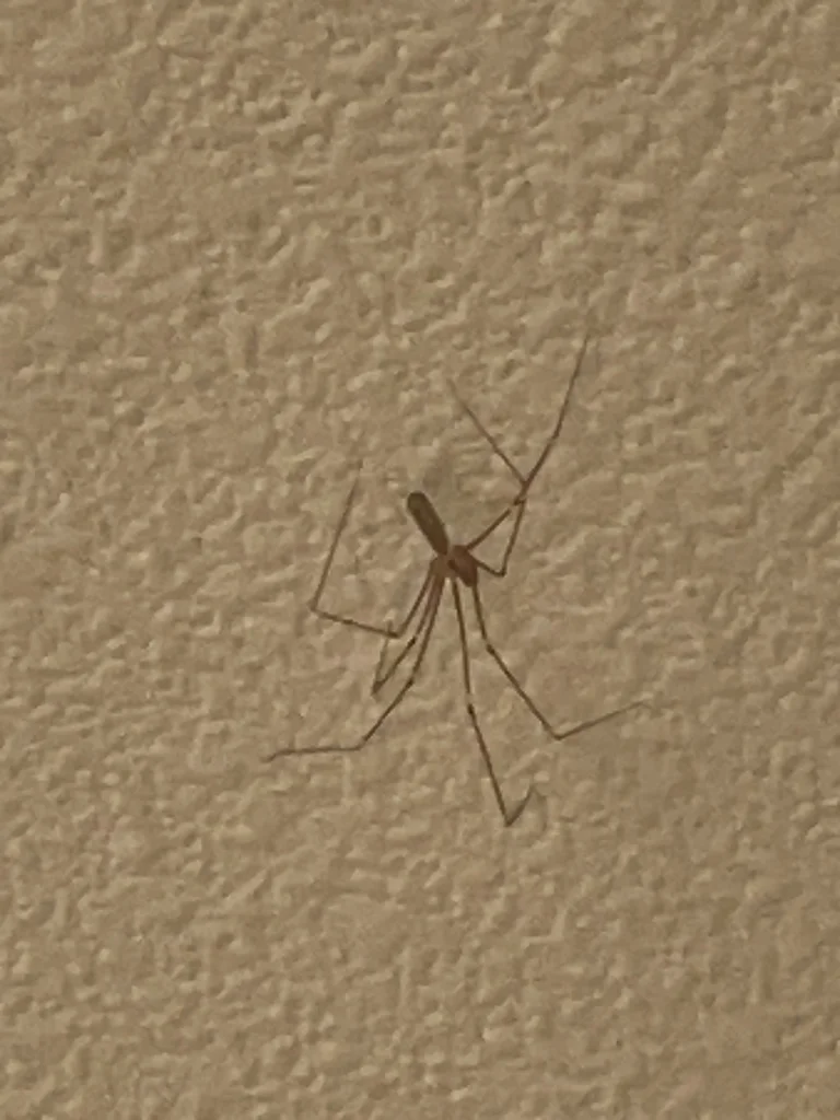Cellar spider on textured wall surface in typical resting position
