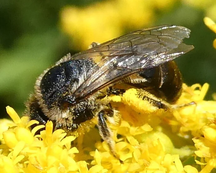 Close-up of cellophane bee on yellow goldenrod flowers