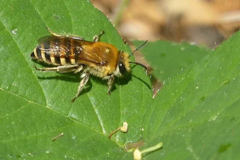 Cellophane bee foraging on green ivy flowers showing fuzzy thorax