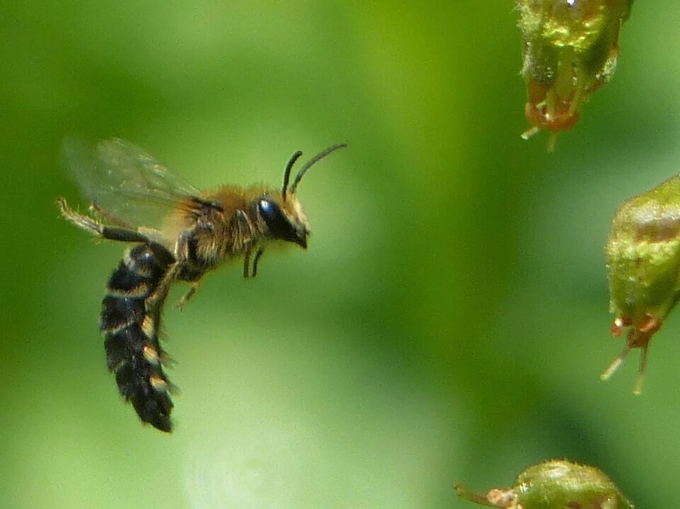 Cellophane bee in flight approaching flower buds