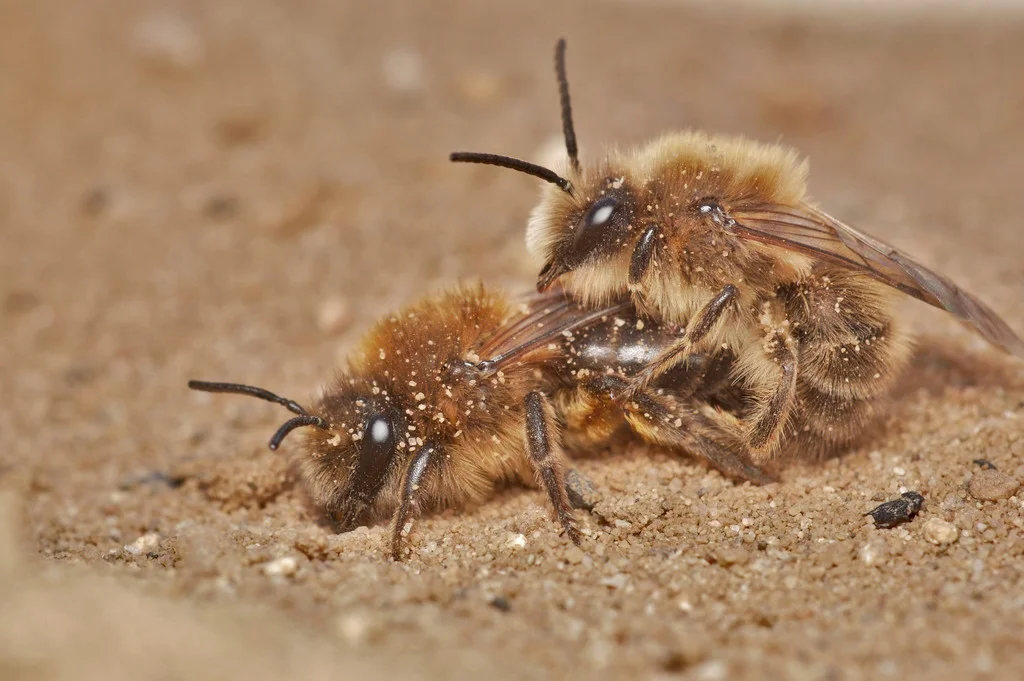 Two cellophane bees on sandy soil near nest entrance