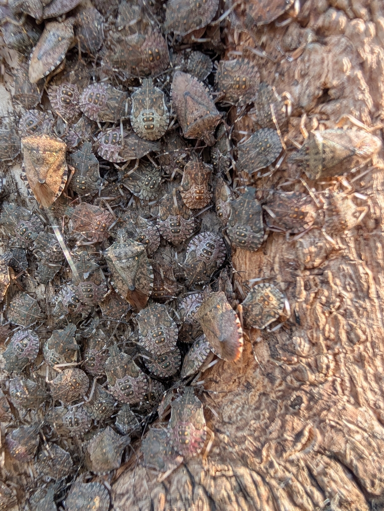 Brown marmorated stink bugs clustering on bark near Chevy Chase home in Montgomery County