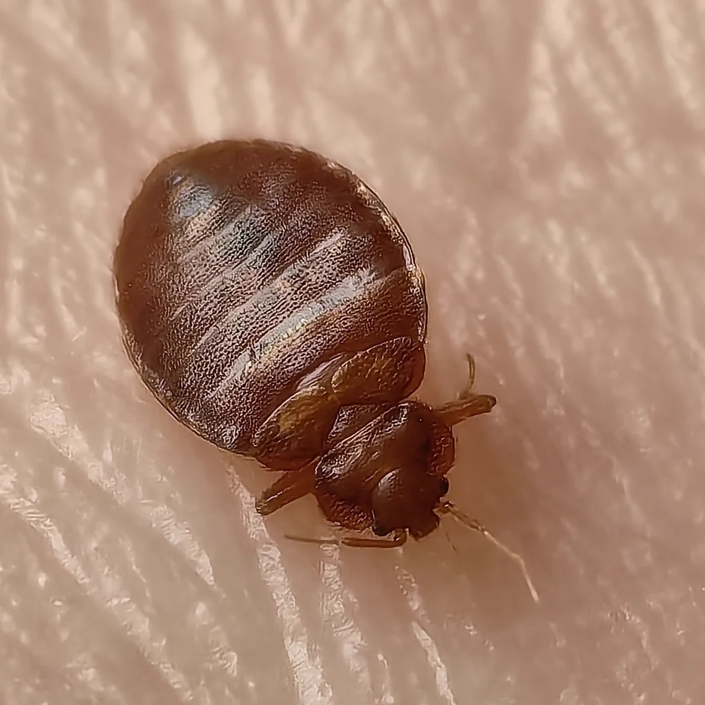 Detailed view of chimney swift bug showing body segments and oval shape