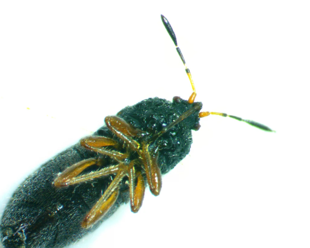 Frontal view of chinch bug showing spread legs and underside body structure