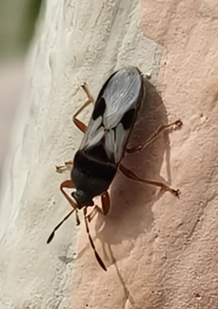 Side profile of chinch bug on a wall showing body structure and wing folding
