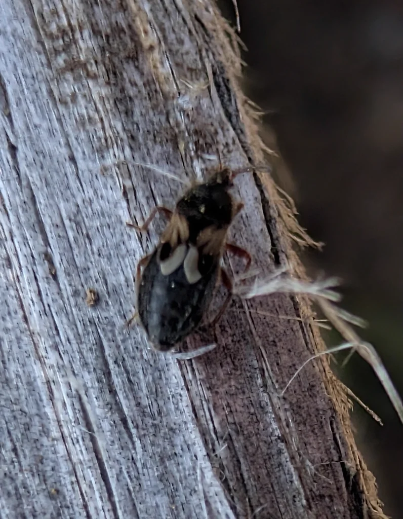 Chinch bug on tree bark in natural habitat showing wing markings and texture