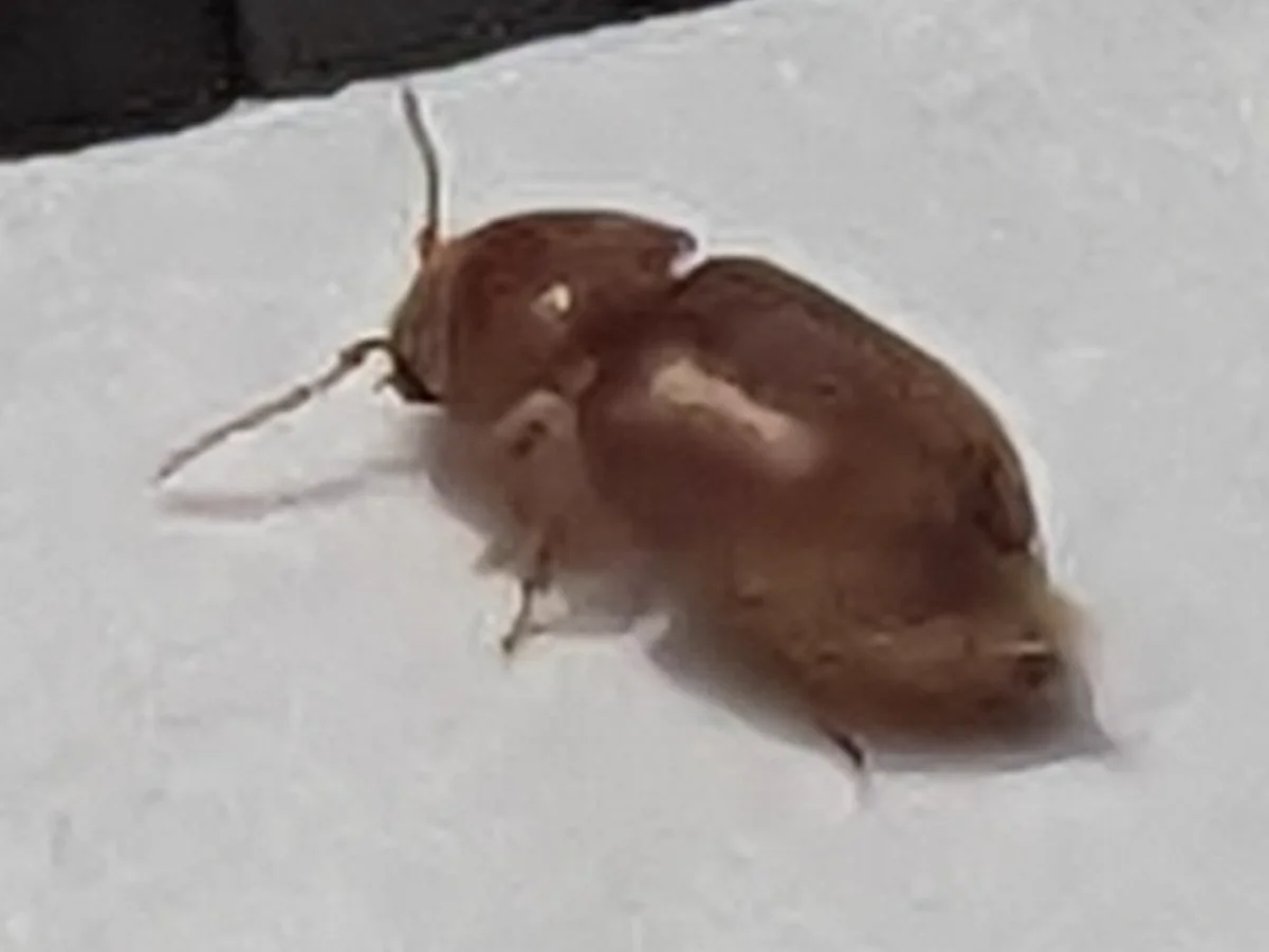 Angled view of a cigarette beetle showing its characteristic rounded body