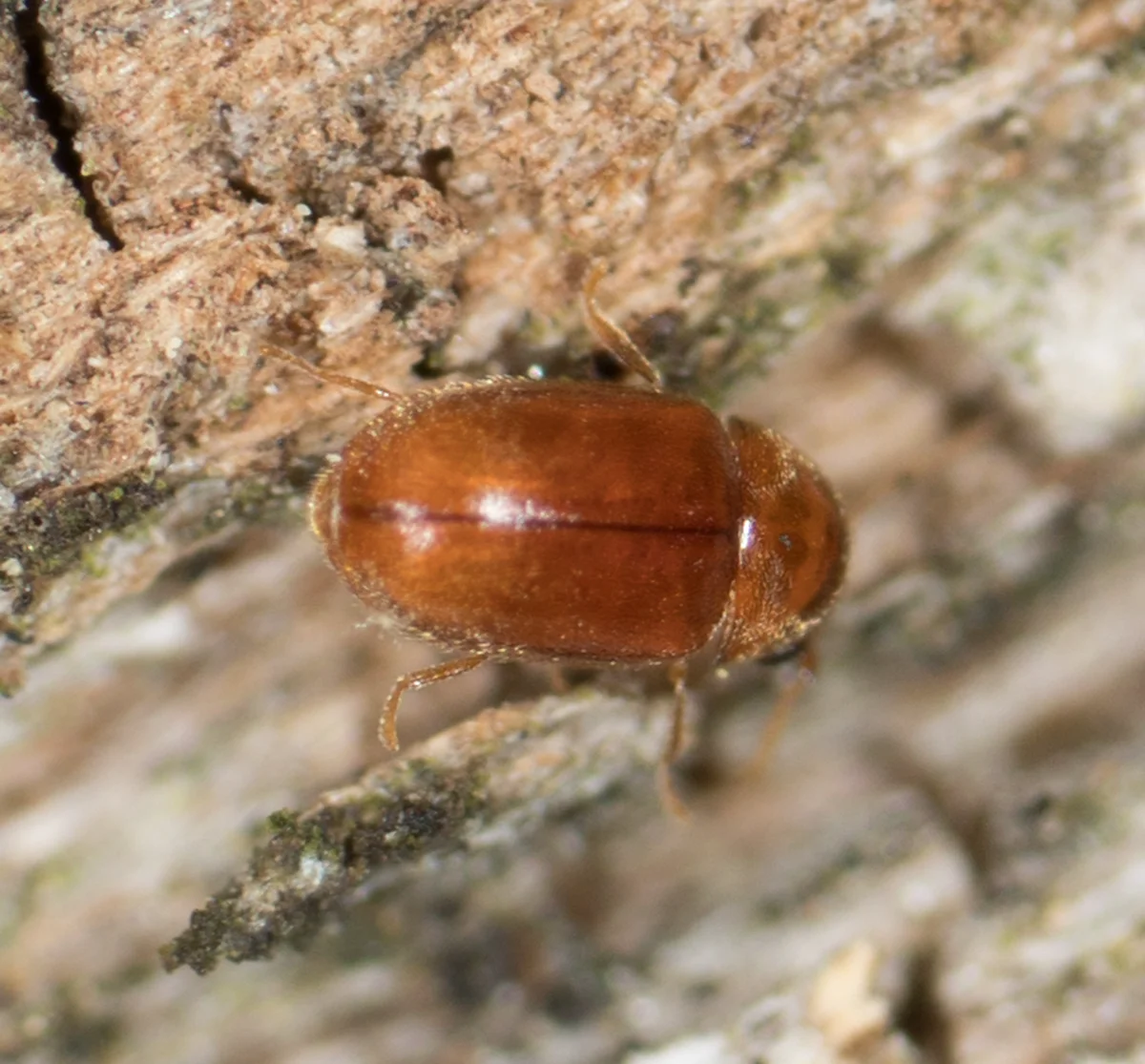 Side profile of a cigarette beetle on tree bark showing its humped body shape