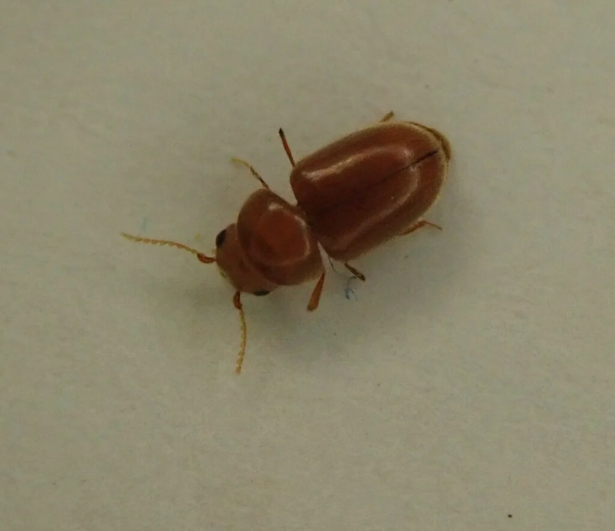 Close-up top-down view of a cigarette beetle showing legs and antennae