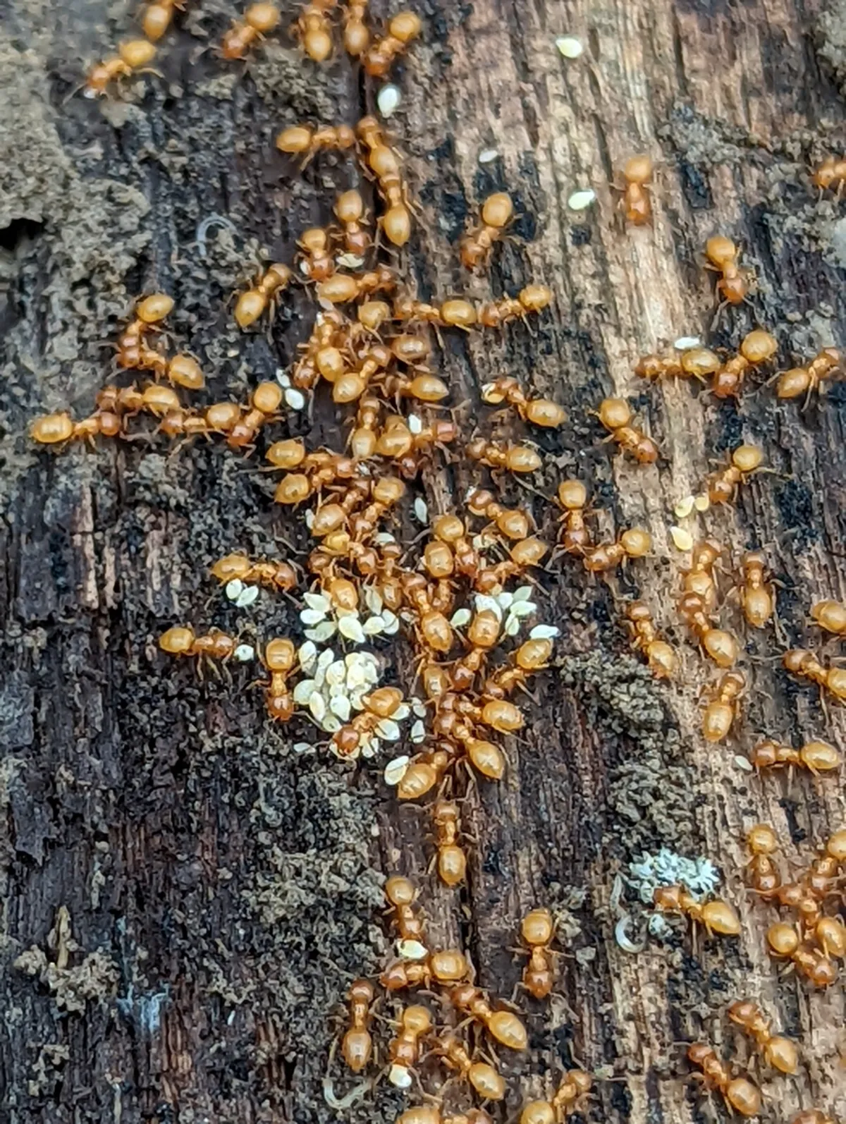 Citronella ant colony with workers and eggs visible on decaying wood