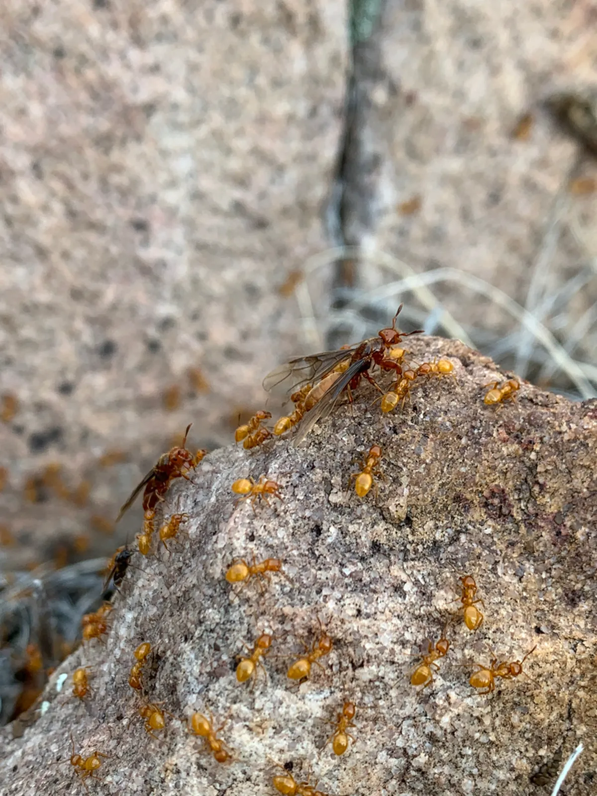 Group of yellow citronella ants foraging on a rock surface