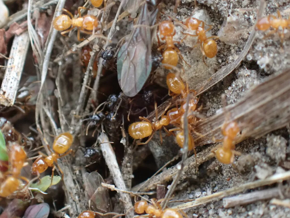 Citronella ant workers alongside winged reproductive alates