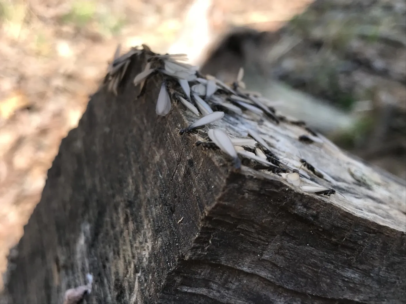 Swarming termites covering the cut face of an old stump, a common colony source on wooded and graded lots in Clarksburg Maryland