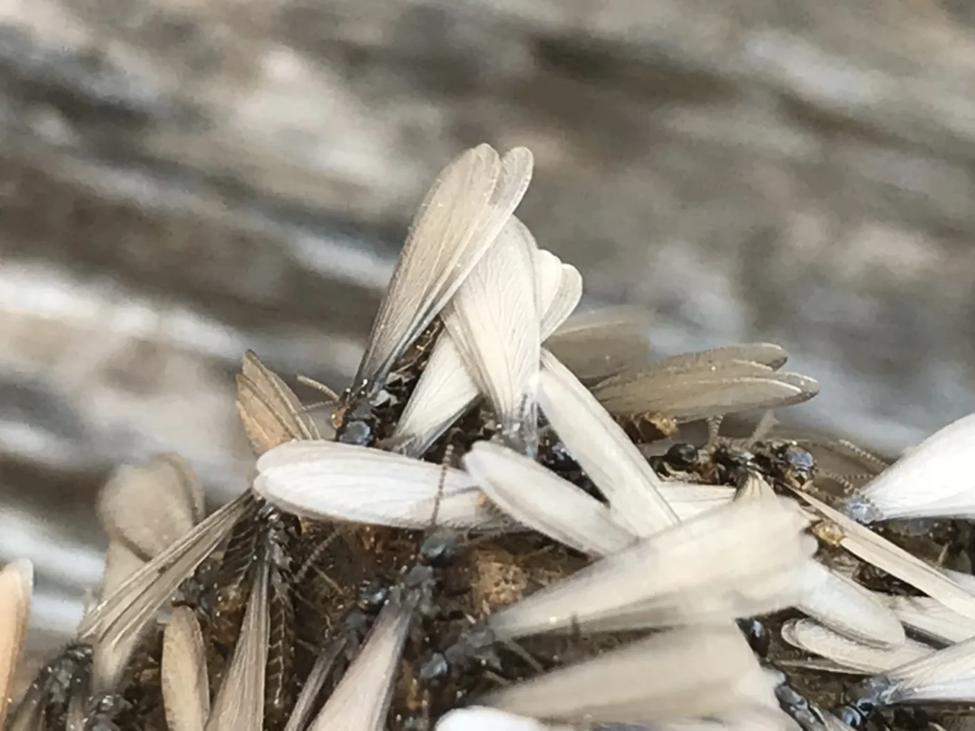 Close-up of termite swarmers with long translucent wings, the winged termites Clarksburg MD homeowners confuse with flying ants