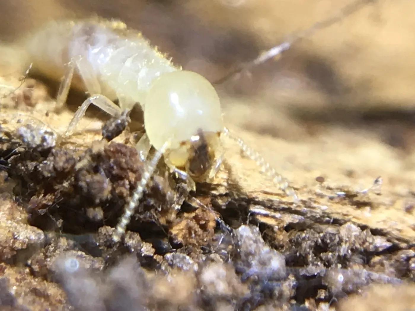 Close-up of a pale Eastern subterranean termite worker on damp soil, the species behind termite damage in Clarksburg MD homes