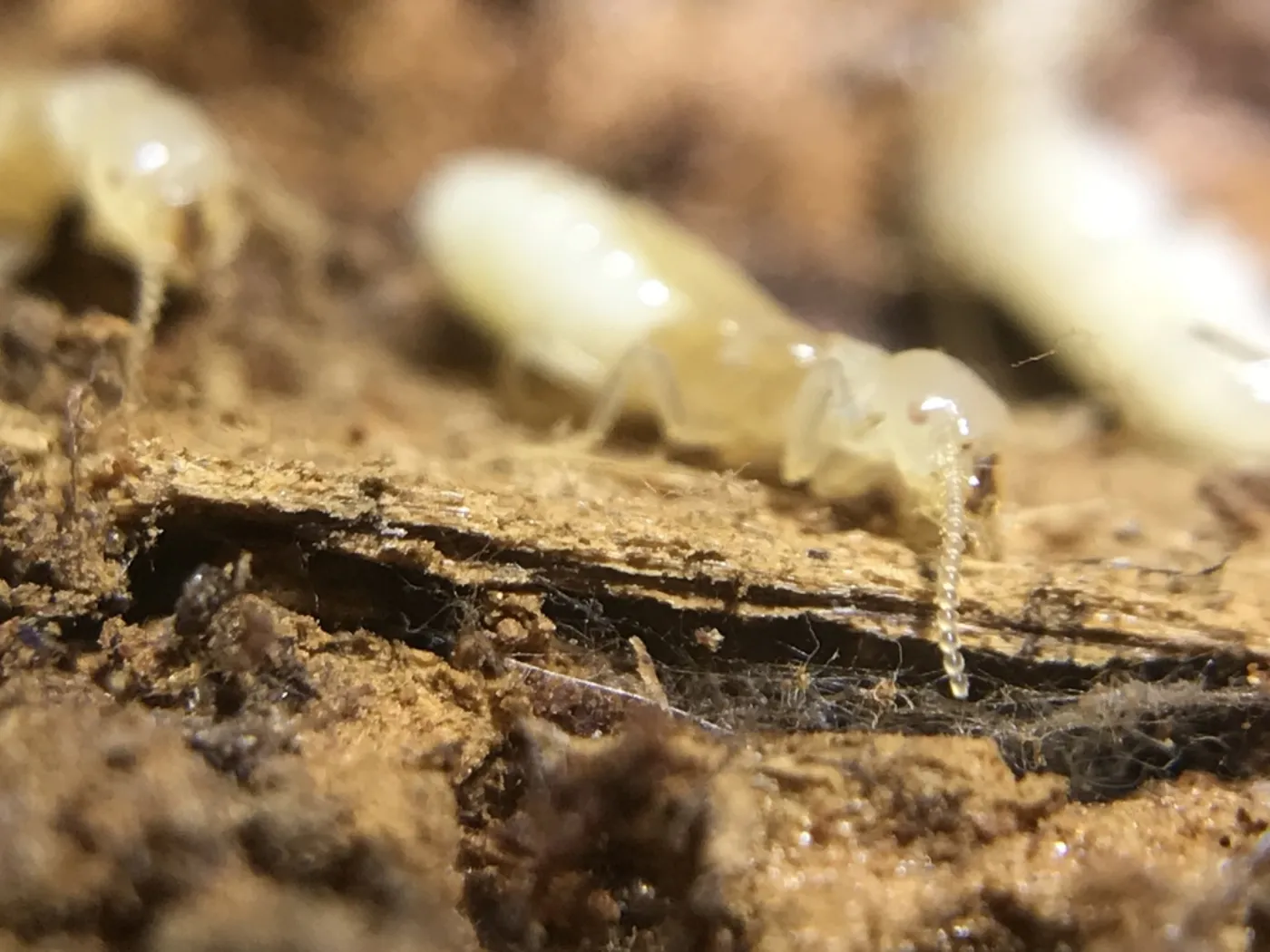 Eastern subterranean termite workers feeding in soft, damp wood, the hidden activity behind veneer and trim on Clarksburg Maryland homes