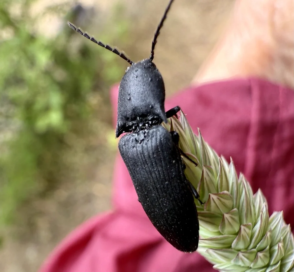 Black click beetle on plant stem showing characteristic elongated body shape