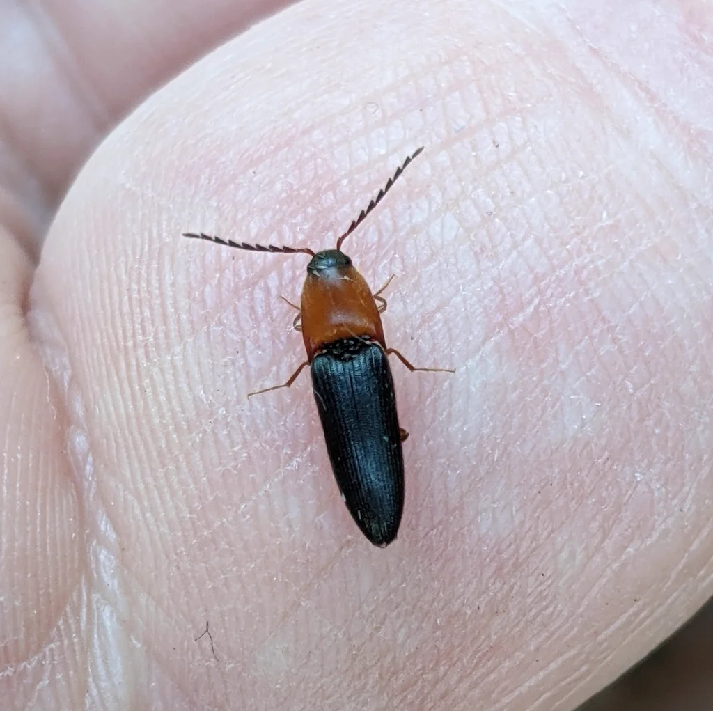 Click beetle with orange thorax and dark wing covers resting on human finger for scale