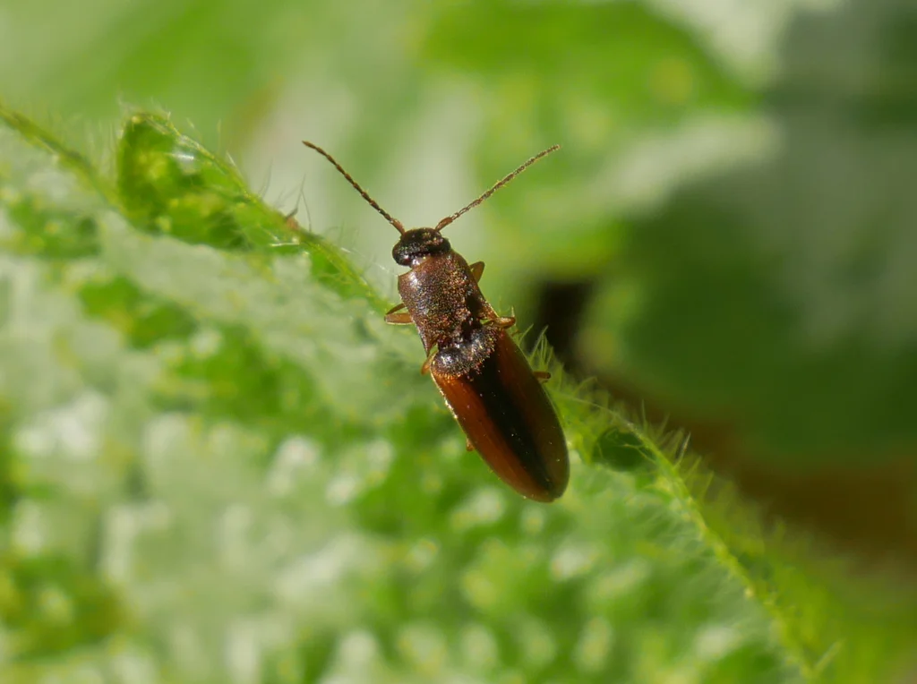 Click beetle on green leaf in natural garden habitat