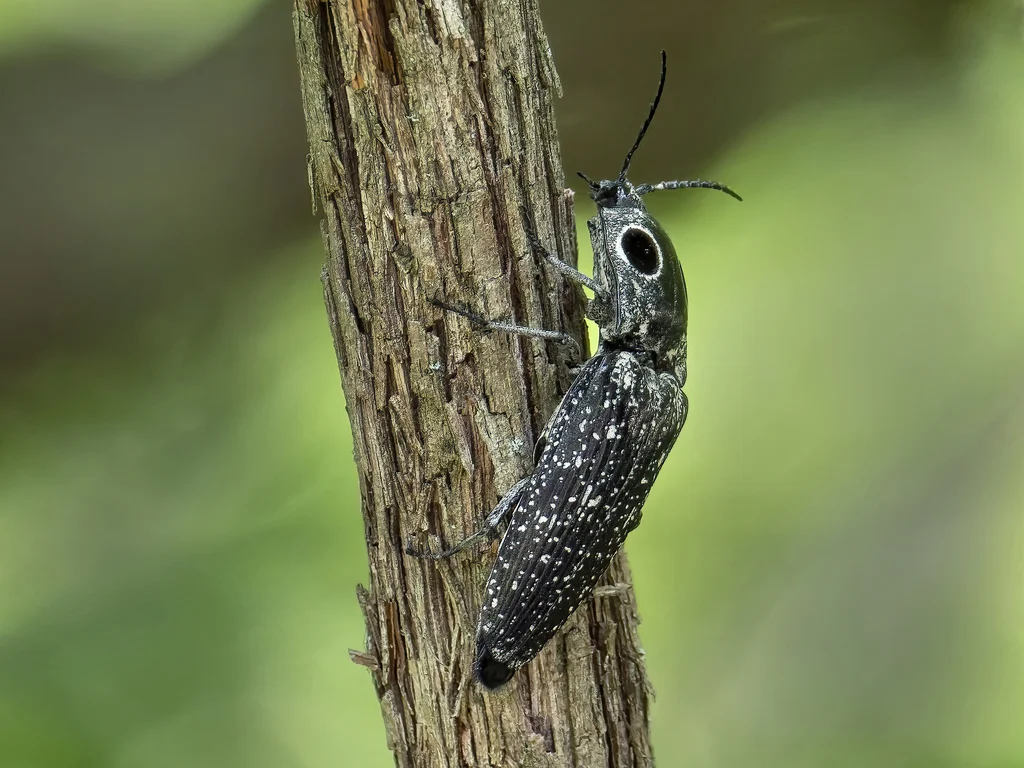 Eyed click beetle on tree bark showing mottled pattern for camouflage