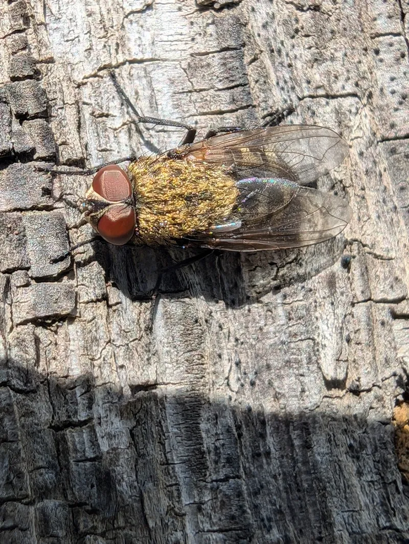 Cluster fly on bark showing golden-yellow hairs on thorax