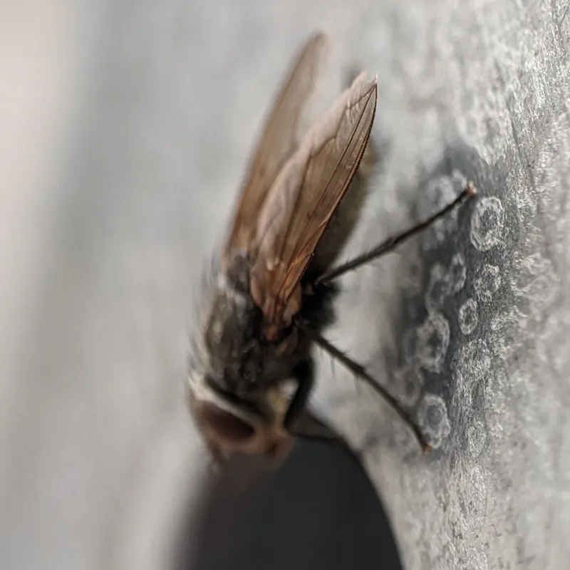 Cluster fly resting on exterior wall surface showing dark body and overlapping wings