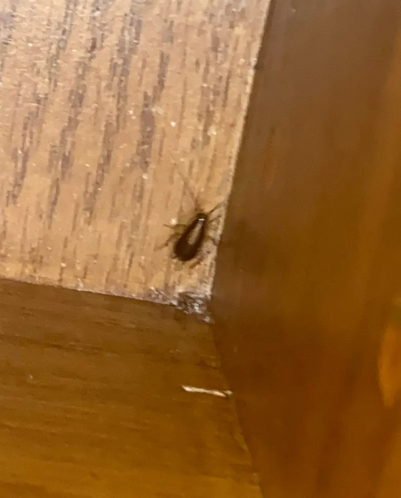 A cockroach hiding in a dark corner of wooden cabinetry